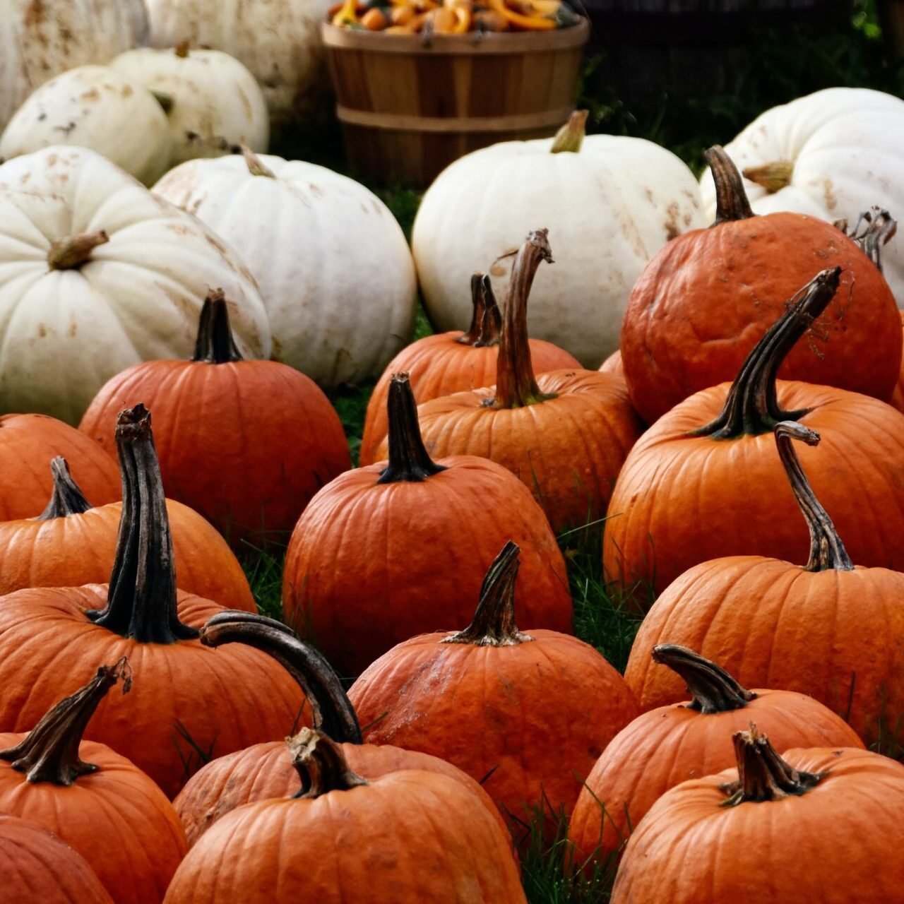 10 Pumpkin Carving Tips and Tricks - Haunted Havens